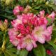 RHODODENDRON  HOOPLA #2
