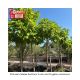 CATALPA NORTHERN 1.5