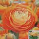 BULB RANUNCULUS AVIV SALMON
