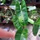 PHILODENDRON 4