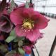 HELLEBORUS CHARMER #1