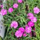 DIANTHUS PINK POMPOM QT