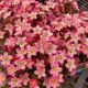 SAXIFRAGA TOURAN PINK QT