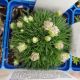 ARMERIA JUNIPERIFOLIA 3.5