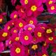 PRIMULA V OAKLEAF MAGENTA 4.5