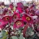 HELLEBORUS VIBEY VELVET #1
