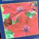 CLEMATIS  NUBIA #1.5