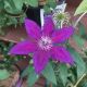 CLEMATIS EDDA #1.5