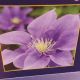 CLEMATIS OLYMPIA #1.5