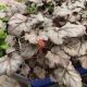 HEUCHERA TIMELESS TREASURE #1