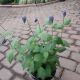 CLEMATIS STAND BY ME #1