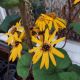 LIGULARIA DESDEMONA #1