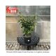 WITCHHAZEL  ARNOLDS PROMISE #3