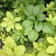 PACHYSANDRA FLAT