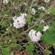 VIBURNUM KOREAN SPICE #10
