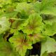 HEUCHERA ELECTRA #1