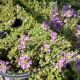 THYMUS PINK CHINTZ  3