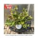 FOTHERGILLA LEGEND OF SMALL #3
