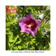 ROSE OF SHARON RED PLLR #3