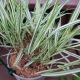 GRASS HAKONECHLOA LIME ZEST#1