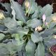 HOSTA WATERSLIDE #2