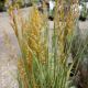 GRASS GOLDEN SUNSET #1.5