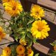 HELIOPSIS BIT OF HONEY #1