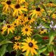 RUDBECKIA  GOLDBLITZ #1