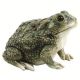 STATUE TEXAS TOAD MCARR