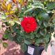 ROSE CHERRYTINI #2