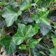 ENGLISH IVY #1