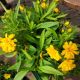 COREOPSIS GOLDEN SPHERE #1