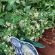 CLEMATIS VIRGINIANA #2