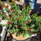 SCOTCH BROOM SISTER REDHEAD #2
