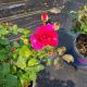 ROSE TRUE SERENITY #2