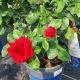 ROSE TRUE SPIRIT #2