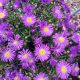 ASTER KICKIN PURPLE #2