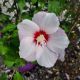 ROSE OF SHARON FIJI #3