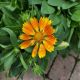 GAILLARDIA SPINTOP MANGO #1