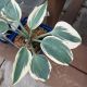 HOSTA FIRN LINE #1