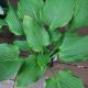 HOSTA KOMODO DRAGON  #1