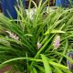 LIRIOPE MUSCARI BIG BLUE PT