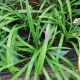 LIRIOPE MUSCARI BIG BLUE PT