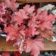 HEUCHERA MAGMA #1