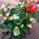 ANTHURIUM 8