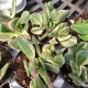 CRASSULA 3.5