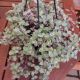 CALLISIA HANGING BASKET 5