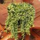 STRING OF TEARDROPS HANGING BASKET 5