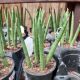 SNAKE PLANT 4