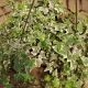 IVY HANGING BASKET 10